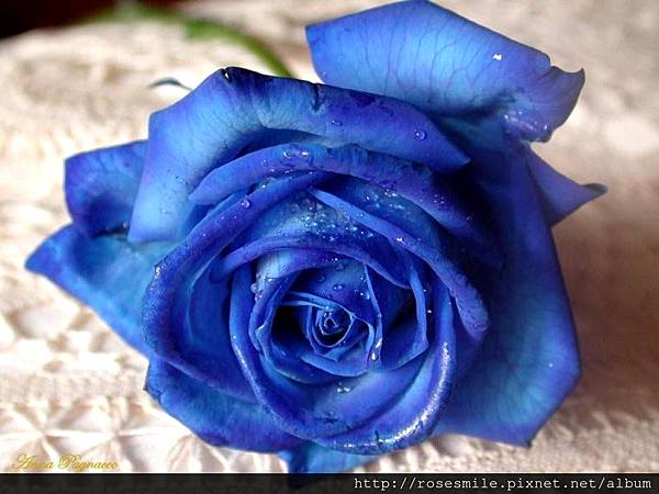 blue-valentine-rose11