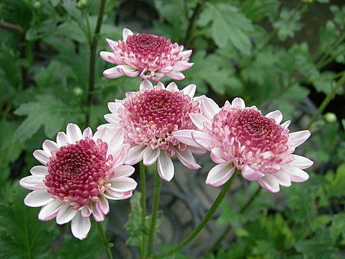 富貴之花 菊花 在心靈深處遇見妳 痞客邦 富貴之花 菊花 在心靈深處遇見妳 痞客邦