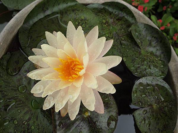 認識睡蓮 在心靈深處遇見妳 痞客邦 認識睡蓮 在心靈深處遇見妳 痞客邦
