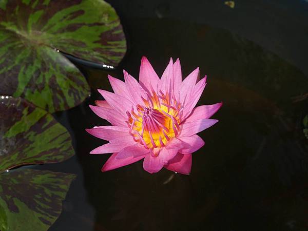 認識睡蓮 在心靈深處遇見妳 痞客邦 認識睡蓮 在心靈深處遇見妳 痞客邦