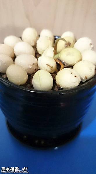 10983212_1171515089529030_7825768660938560603_n