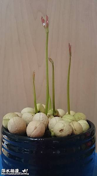 11831710_1176532342360638_6156759504279202272_n