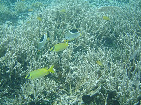 帛琉海底世界