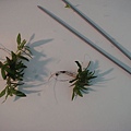 DSC00121.JPG