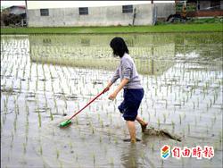 長柄刷刷田除草