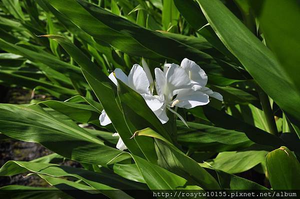 野薑花開.JPG