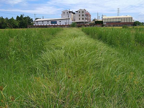 田埂-左為A區-右為B區.JPG