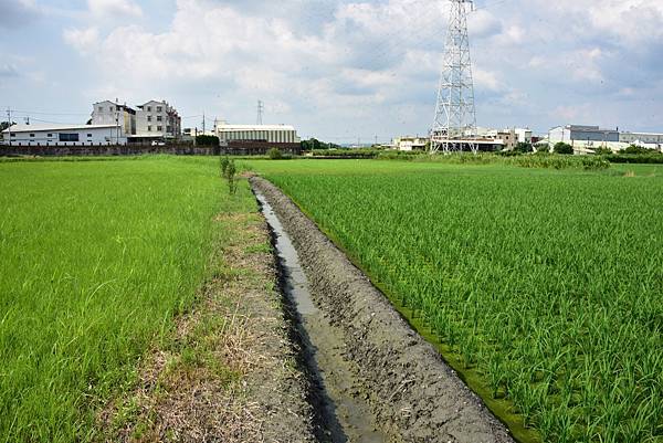 左C區-右鄰田.JPG