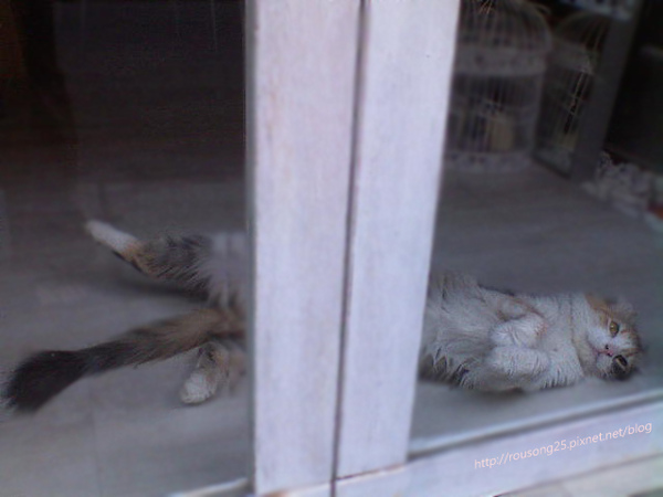 櫥窗小貓