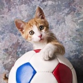 orange-tabby-kitten-with-soccer-ball-garry-gay.jpg