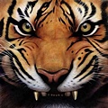 Tiger Growl.jpg