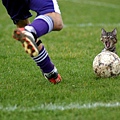 cat-soccer.bmp