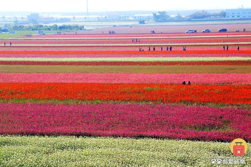 嘉義旅遊 嘉義走春限定太保花海節媲美北海道七彩花田不用飛日本也能欣賞夢幻美景 呆呆齡愛玩樂 痞客邦