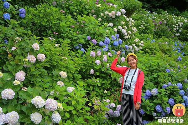 《日本。九州自由行》 佐賀必遊百選瀑布之一見返瀑布 見帰りの滝 繡球花的故鄉  紫陽花祭好迷人