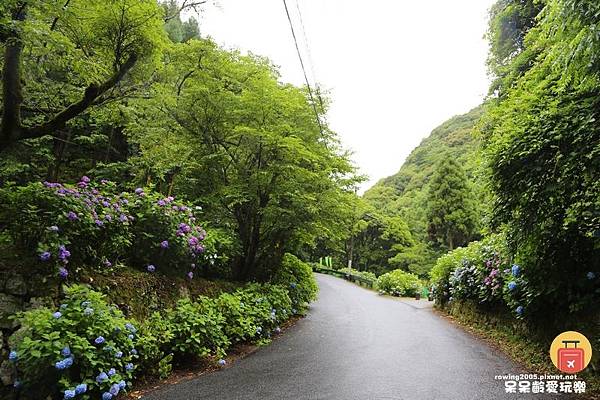 《日本。九州自由行》 佐賀必遊百選瀑布之一見返瀑布 見帰りの滝 繡球花的故鄉  紫陽花祭好迷人