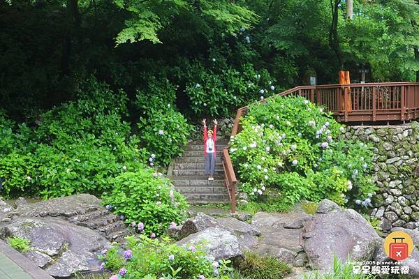 《日本。九州自由行》 佐賀必遊百選瀑布之一見返瀑布 見帰りの滝 繡球花的故鄉  紫陽花祭好迷人