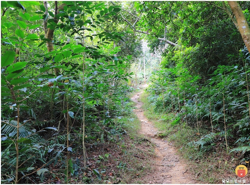 屏東白賓山步道！必訪白賓名樹！遼闊視野盡攬屏東美景！三角點海