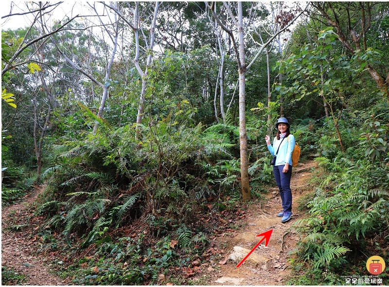 屏東白賓山步道！必訪白賓名樹！遼闊視野盡攬屏東美景！三角點海