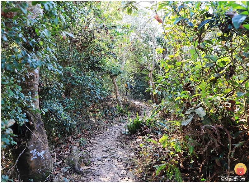 屏東白賓山步道！必訪白賓名樹！遼闊視野盡攬屏東美景！三角點海