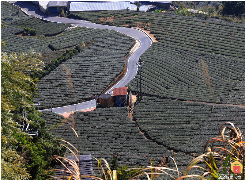 嘉義景點｜大尖山步道！小百岳五嶽之一！抹茶翠綠茶園！夢幻竹林