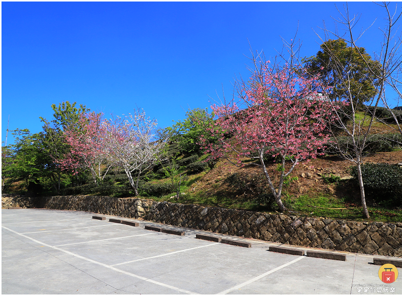 嘉義景點｜大尖山步道！小百岳五嶽之一！抹茶翠綠茶園！夢幻竹林