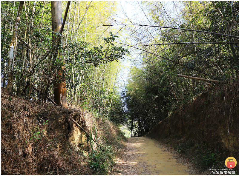 嘉義景點｜大尖山步道！小百岳五嶽之一！抹茶翠綠茶園！夢幻竹林