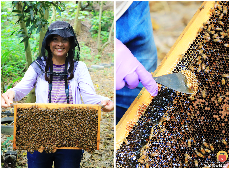 高雄旅行｜甜蜜蜂坊Sweet Honey！體驗神秘養蜂蜂場！