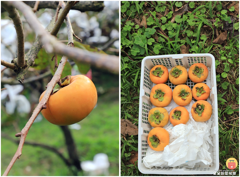 新竹採果趣！五峰和平部落青葉甜柿園！手採超大顆甜柿！