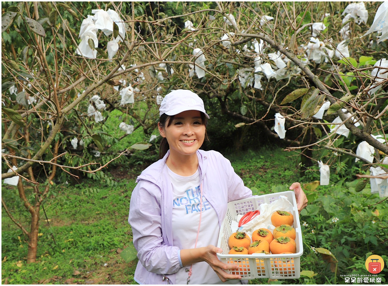 新竹採果趣！五峰和平部落青葉甜柿園！手採超大顆甜柿！