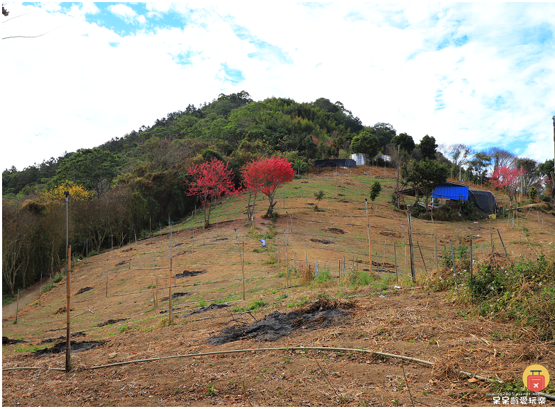 南投景點｜望美山獵人古道！遠眺玉山群峰視野極佳！望鄉部落美景