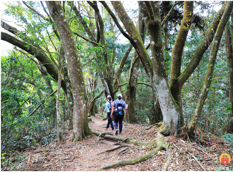 南投景點｜望美山獵人古道！遠眺玉山群峰視野極佳！望鄉部落美景