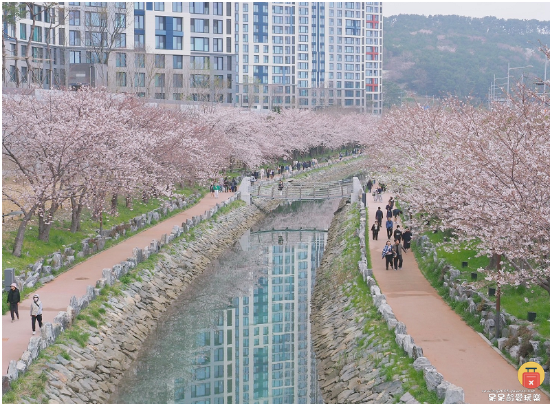 釜山景點｜東三海水川櫻花路！影島賞櫻秘境！滿開炸裂好好拍！