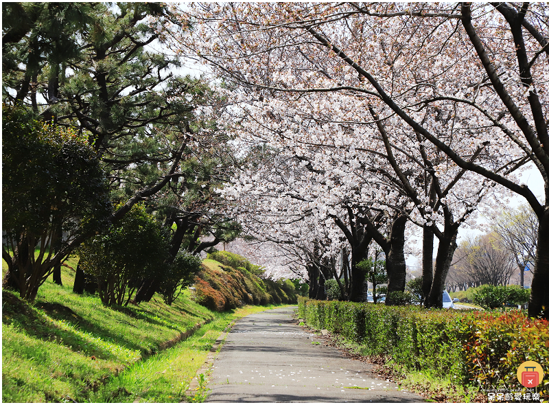 釜山景點｜大渚生態公園！滿開的櫻花超浪漫！萬頃油菜花田一次收