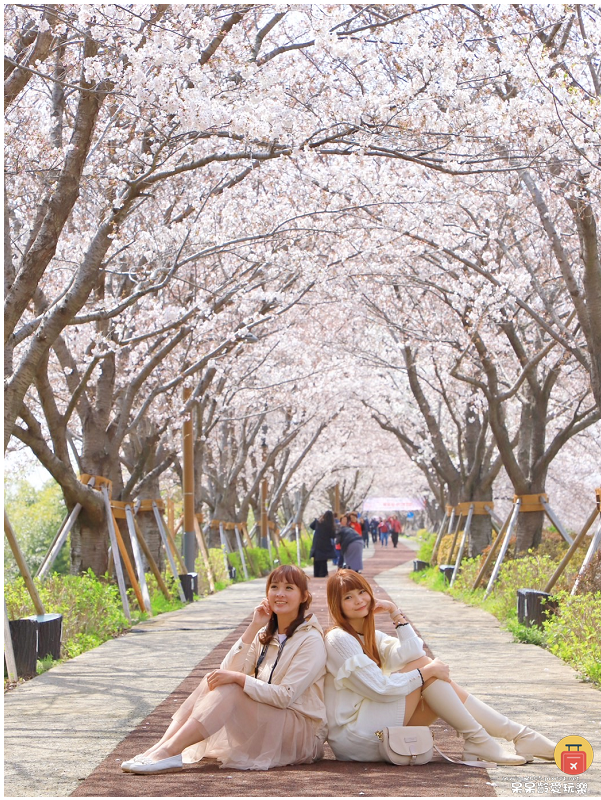 釜山景點｜大渚生態公園！滿開的櫻花超浪漫！萬頃油菜花田一次收