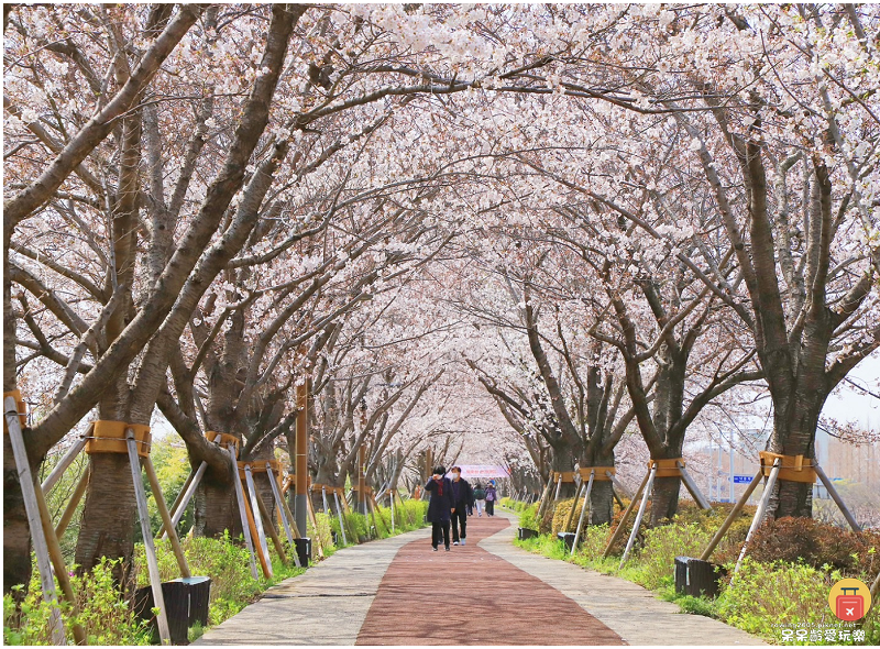 釜山景點｜大渚生態公園！滿開的櫻花超浪漫！萬頃油菜花田一次收