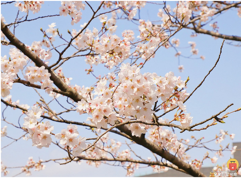 釜山景點｜大渚生態公園！滿開的櫻花超浪漫！萬頃油菜花田一次收