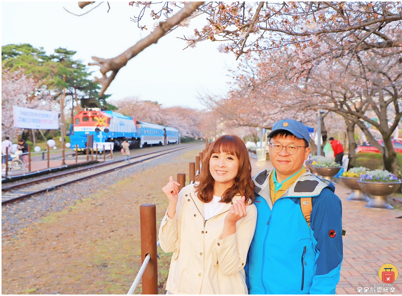 釜山景點｜鎮海慶和火車站！絕美櫻花鐵道！鎮海一日遊必遊景點！