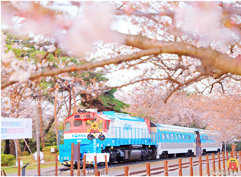 釜山景點｜鎮海慶和火車站！絕美櫻花鐵道！鎮海一日遊必遊景點！