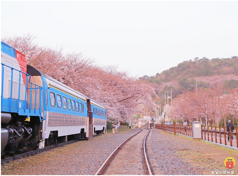 釜山景點｜鎮海慶和火車站！絕美櫻花鐵道！鎮海一日遊必遊景點！