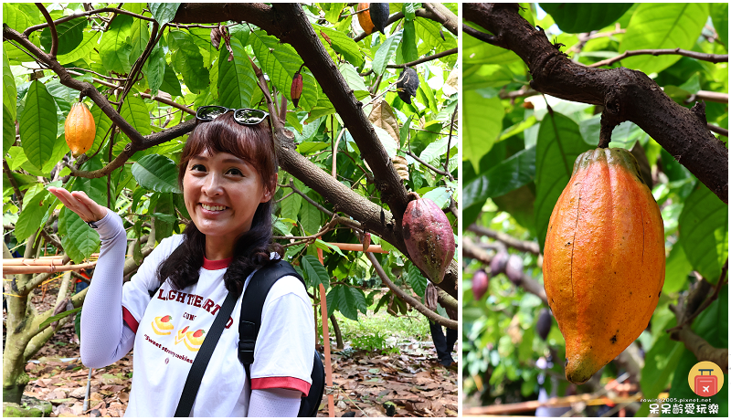 屏東旅行｜原住民部落探索！安坡部落美食饗宴！喜樂可可咖啡莊園