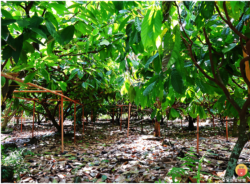 屏東旅行｜原住民部落探索！安坡部落美食饗宴！喜樂可可咖啡莊園