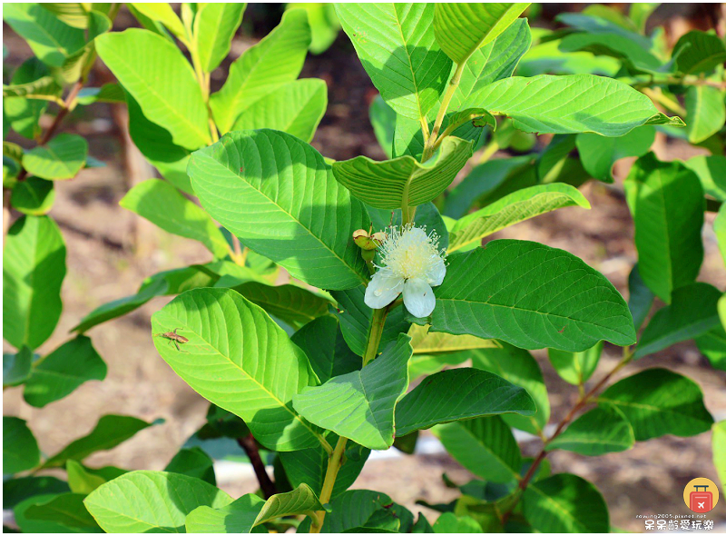 屏東景點｜農場可以這樣玩！根源自然生態農場！沐涵軒休閒農場！