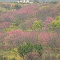 平菁街櫻花巷03.jpg