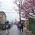 平菁街櫻花巷06.jpg
