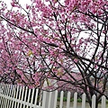 平菁街櫻花巷07.jpg