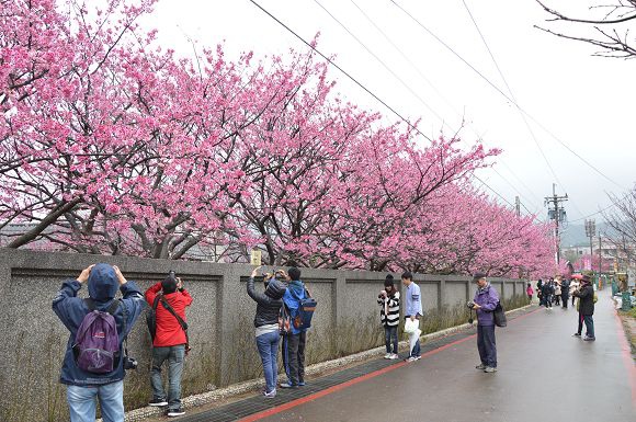 平菁街櫻花巷13.jpg