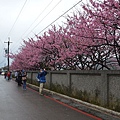 平菁街櫻花巷15.jpg