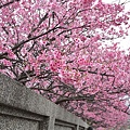 平菁街櫻花巷18.jpg