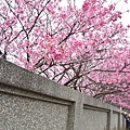 平菁街櫻花巷19.jpg
