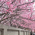 平菁街櫻花巷26.jpg
